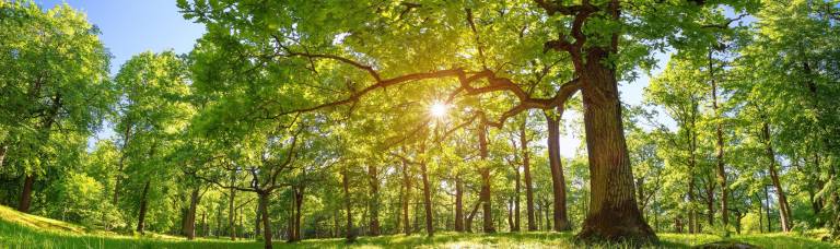 sunlight shining through forest trees