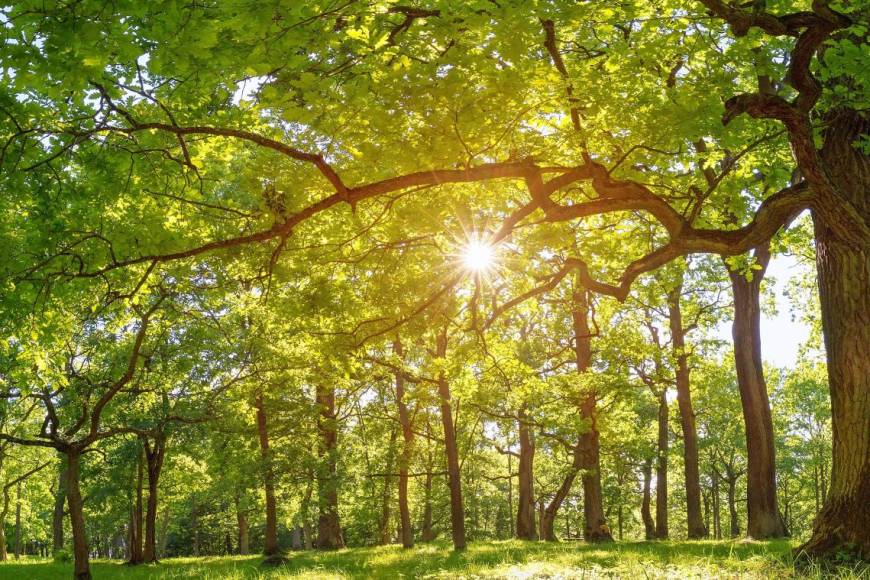 sunlight shining through forest trees