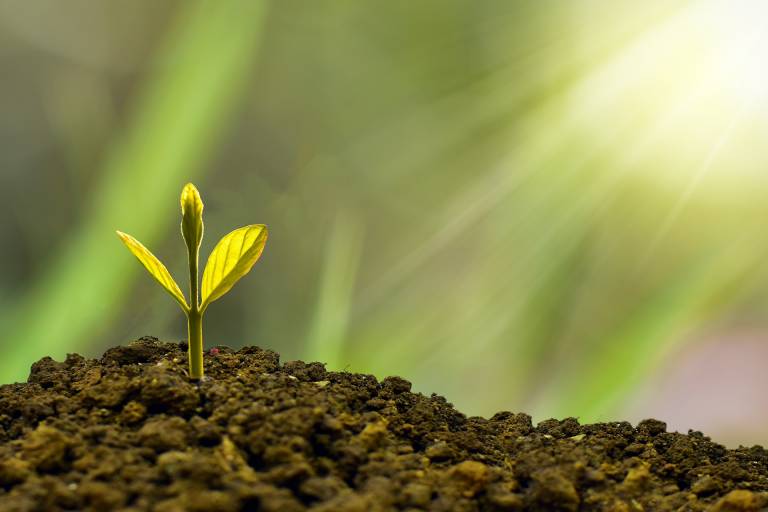 seedling plant starting to grow out of the soil