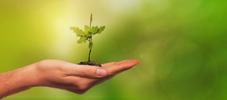 A leaf growing from a persons hand