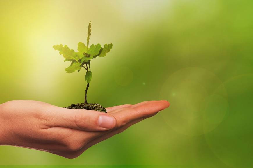 A leaf growing from a persons hand